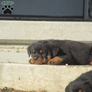 Tilly, Rottweiler Puppy