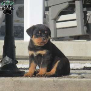 Tilly, Rottweiler Puppy