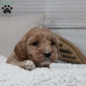 Lacy, Maltipoo Puppy