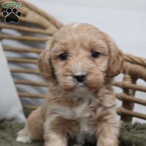 Lacy, Maltipoo Puppy