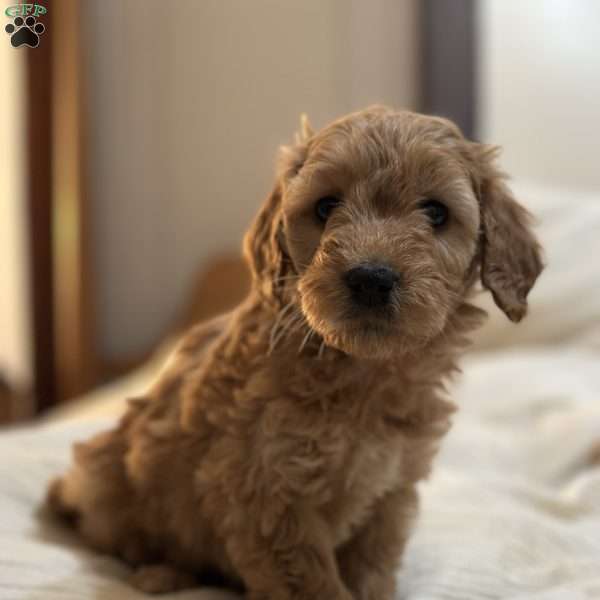 JOLENE, Mini Goldendoodle Puppy