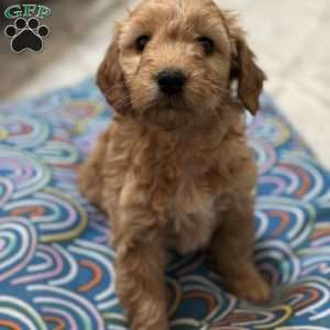 JOLENE, Mini Goldendoodle Puppy