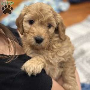 JOLENE, Mini Goldendoodle Puppy