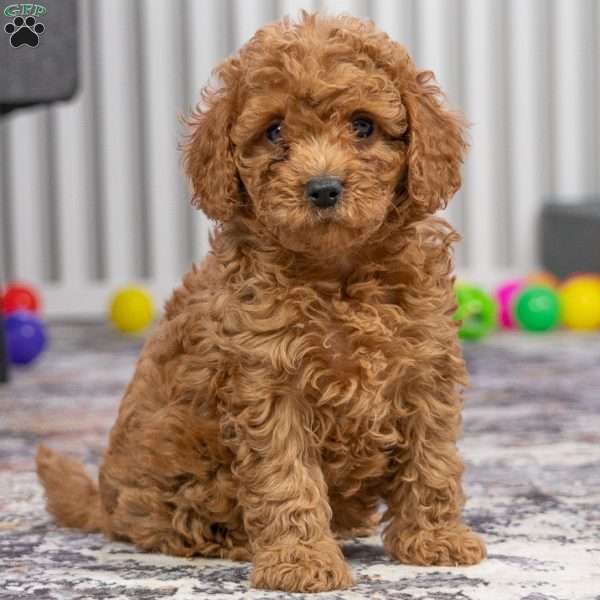 Brody, Cavapoo Puppy