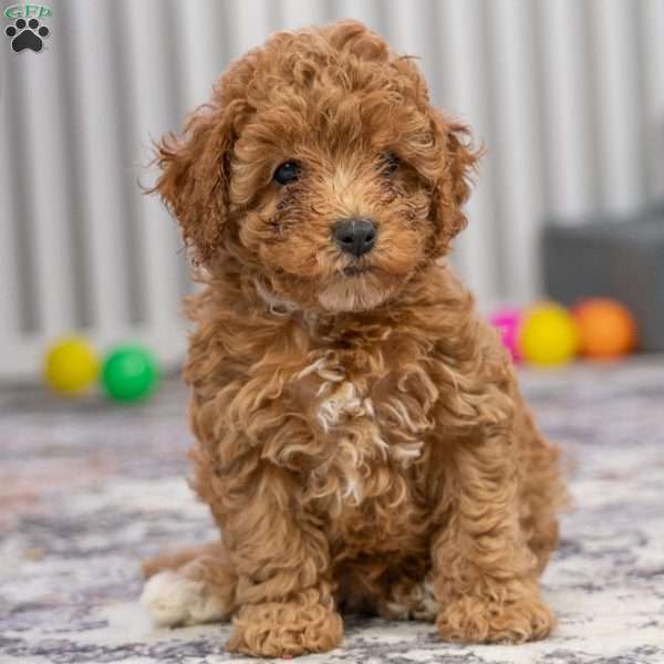 Coco, Cavapoo Puppy