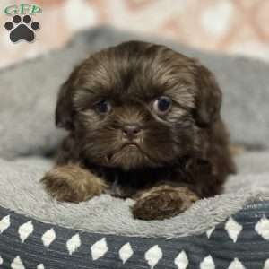 Maddie, Shih Tzu Puppy