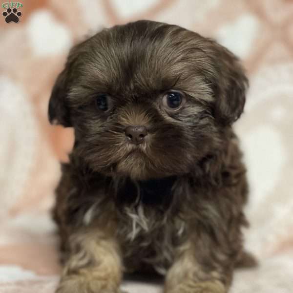 Maddie, Shih Tzu Puppy