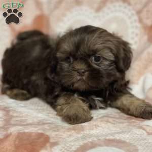 Maddie, Shih Tzu Puppy