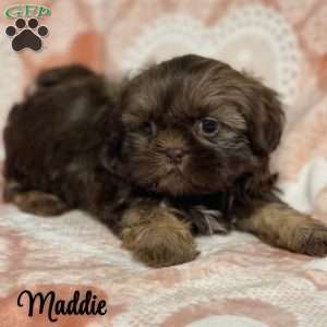 Maddie, Shih Tzu Puppy