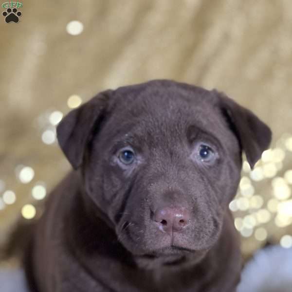 Daniela, Chocolate Labrador Retriever Puppy