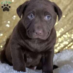 Dimitri, Chocolate Labrador Retriever Puppy