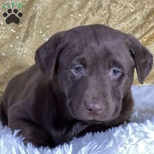 Dane, Chocolate Labrador Retriever Puppy