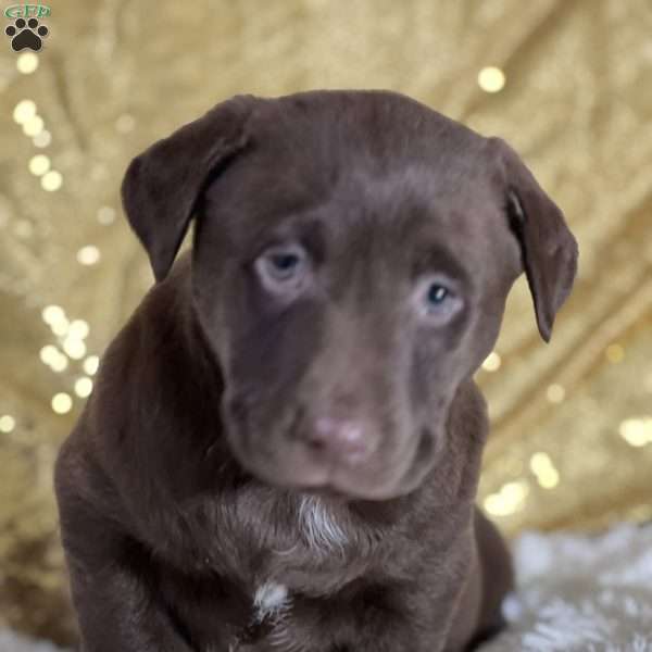 Drea, Chocolate Labrador Retriever Puppy