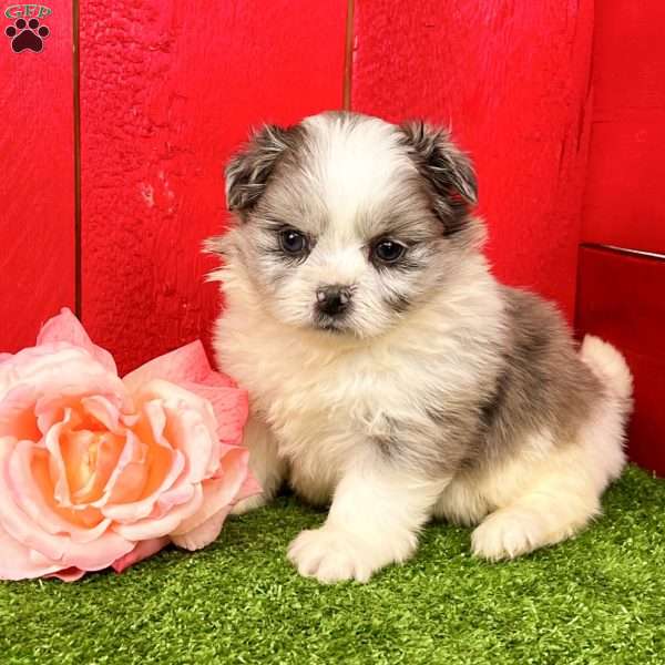 Barbie, Shih-Pom Puppy