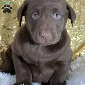 Drea, Chocolate Labrador Retriever Puppy