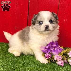 Barbie, Shih-Pom Puppy