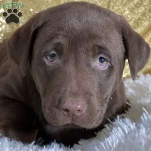 Drew, Chocolate Labrador Retriever Puppy