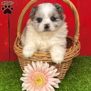 Barbie, Shih-Pom Puppy