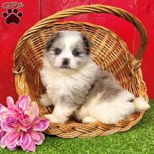 Barbie, Shih-Pom Puppy