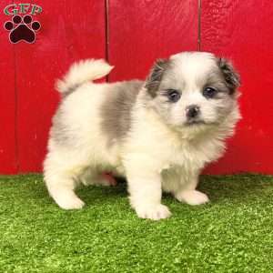 Barbie, Shih-Pom Puppy