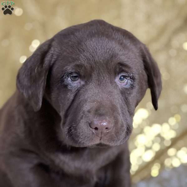 Dane, Chocolate Labrador Retriever Puppy