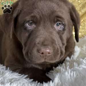 Daniela, Chocolate Labrador Retriever Puppy