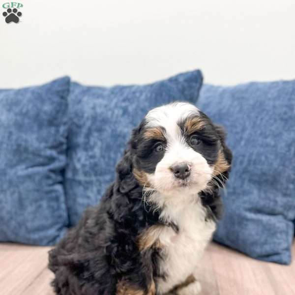 India, Mini Bernedoodle Puppy