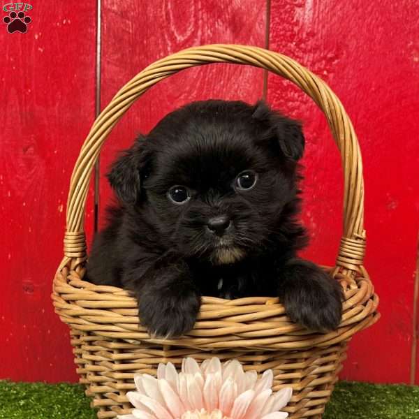 Bella, Shih-Pom Puppy