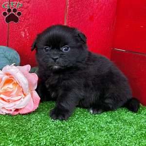 Brandy, Shih-Pom Puppy