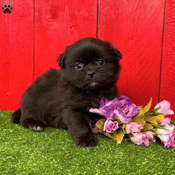 Brandy, Shih-Pom Puppy