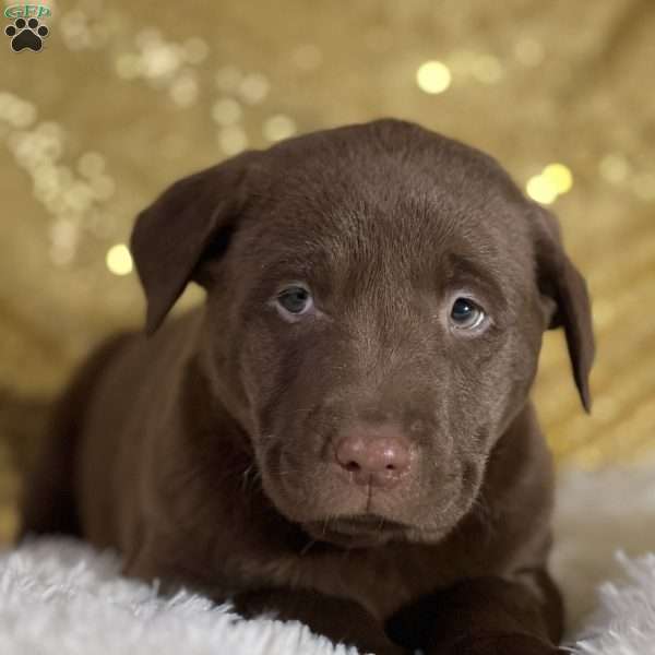 Dimitri, Chocolate Labrador Retriever Puppy