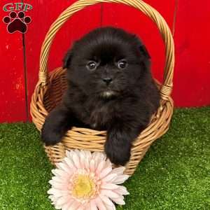 Brandy, Shih-Pom Puppy