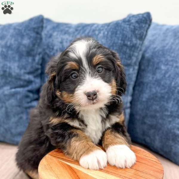 Skylie, Mini Bernedoodle Puppy