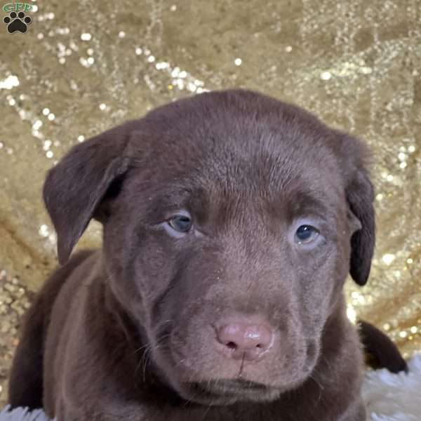 Drew, Chocolate Labrador Retriever Puppy