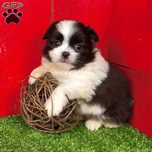 Billy, Shih-Pom Puppy