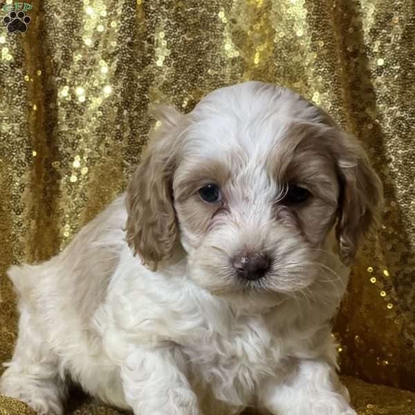 Twinkle, Cockapoo Puppy