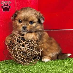 Benji, Shih-Pom Puppy