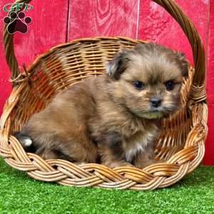 Benji, Shih-Pom Puppy