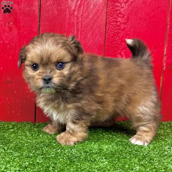 Benji, Shih-Pom Puppy