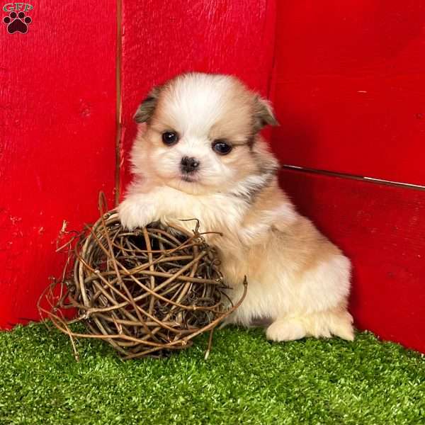 Benny, Shih-Pom Puppy