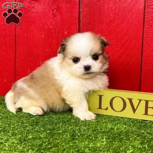 Benny, Shih-Pom Puppy