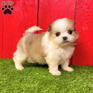 Benny, Shih-Pom Puppy