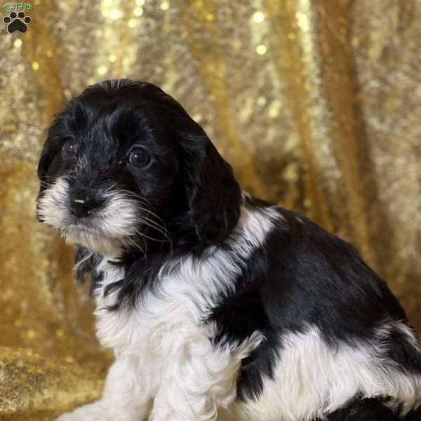 Tutu, Cockapoo Puppy