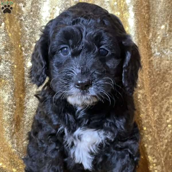 Trix, Cockapoo Puppy