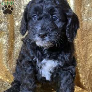 Trix, Cockapoo Puppy