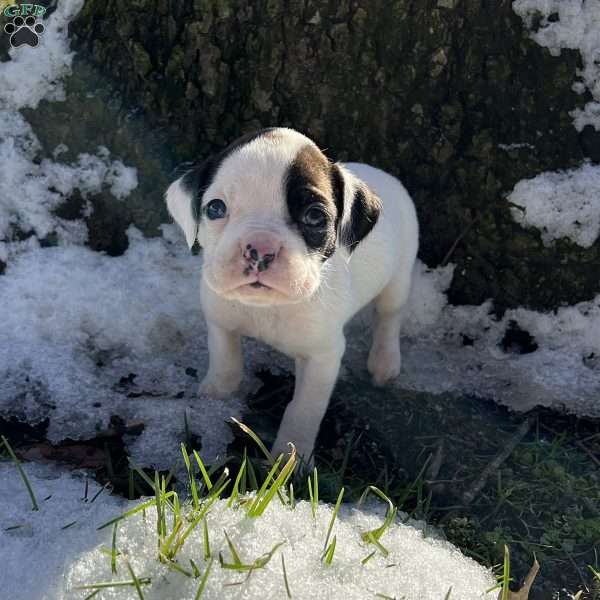 Noel, Boxer Puppy