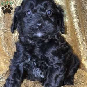 Tron, Cockapoo Puppy