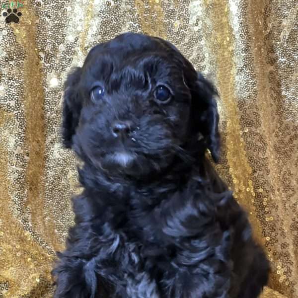 Tron, Cockapoo Puppy