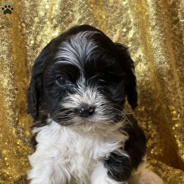 Tiger, Cockapoo Puppy