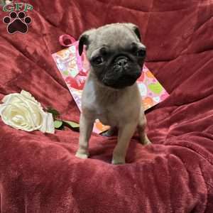 Taffy, Pug Puppy